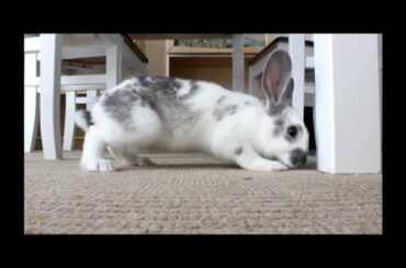 Baby rabbit binkies!