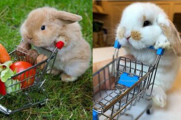 सबसे अच्छा जन्मदिन का अवसर|FUNNIEST BUNNY- Cutest  Bunny You Have Ever See 2020 | Try Not to Laugh