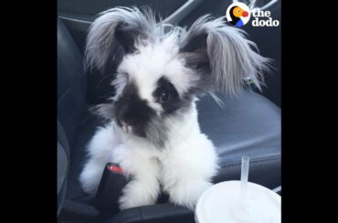 Rescued Angora Rabbit Has The Best Life now