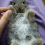 My friend's baby  rabbit