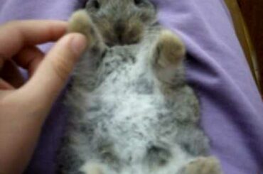 My friend's baby  rabbit