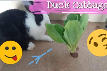 Rabbit Eat Dock Cabbage Rabbit eating Asmr!