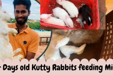 14 Days old rabbits feeding milk from their mother 🐰| മുയൽ കുഞ്ഞുങ്ങൾ | முயல் குழந்தைகள் |