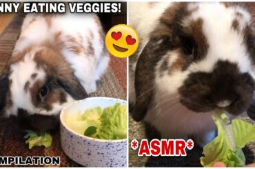 Cute Bunny Eating Veggies | COMPILATION 2020 *ASMR* | Millie The Lop