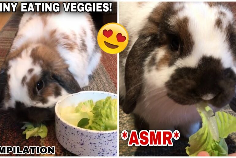 Cute Bunny Eating Veggies | COMPILATION 2020 *ASMR* | Millie The Lop