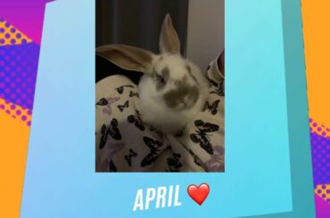 Cute Baby Bunny