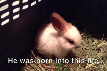 Inspirational Baby Bunny!