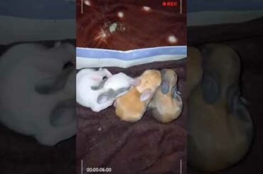 Cute baby rabbits😍😍😍