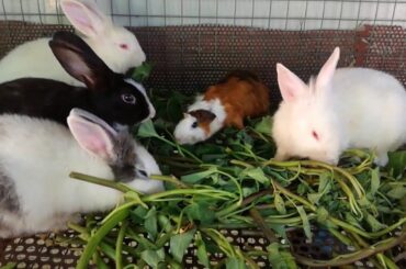 Rabbit - Rabbit Eating - Funny and Cute Baby Bunny Rabbit Videos Compilation - Cute Rabbits