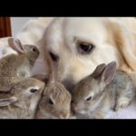 These 4 Baby Bunnies Think This Golden Retriever Is Their Dad And Snuggle With Him All Day