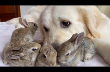 These 4 Baby Bunnies Think This Golden Retriever Is Their Dad And Snuggle With Him All Day