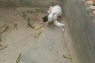 rabbit bunny feeding