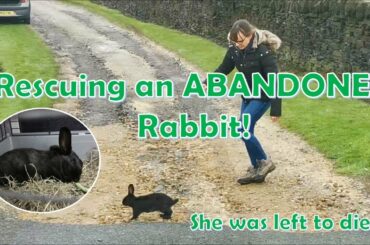 Rescuing an ABANDONED Rabbit! | Dumped at the side of the road!
