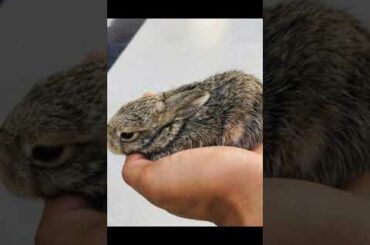Cute baby rabbit 🐰🐰🐰🐇🐇🐇🐰🐰🐰
