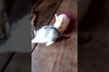 Rabbit baby's khargos ke Bachhe so cute
