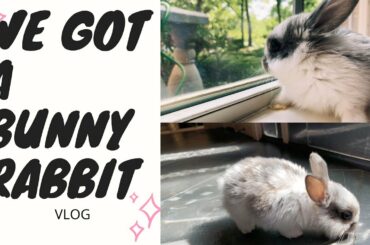 WE GOT A BUNNY RABBIT?! *super cute vlog*