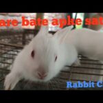 #Rabbit care in hindi
