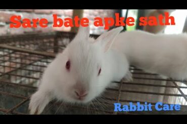 #Rabbit care in hindi