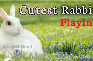 Cutest Rabbit Playing.सबसे प्यारा खरगोश।