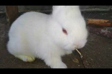 Cute Baby Bunny