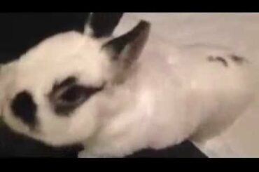 Cute Bunny Eats Strawberries