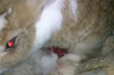 Rabbit giving birth-baby bunnies