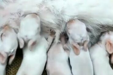 Cute Baby Bunnies