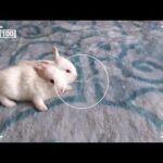 Baby bunny day 15 || #cutestbaby bunny ||15th day of baby bunny ||