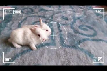 Baby bunny day 15 || #cutestbaby bunny ||15th day of baby bunny ||