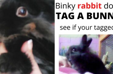 Rabbit does TAG A BUNNY )with one of BINKY'S first ever video tunes!)