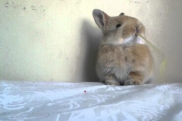 Baby Rabbit Nibbling