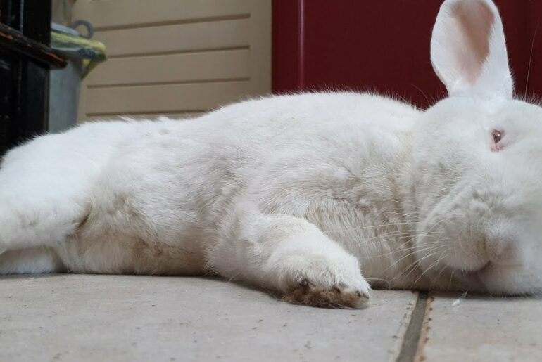 Watch this sweet rescued albino bunny falling asleep