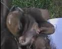 Wild Baby Bunnies - 5 days old