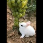 Must watch cutest bunny of my garden 🐇🐇🐰🐰🐰🐰😍😍😍😘😘