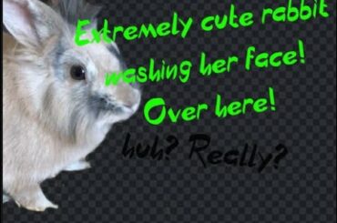 Super cute Rabbit washing and cleaning her face!