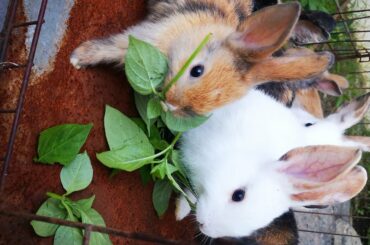 Eat grass cute rabbit baby