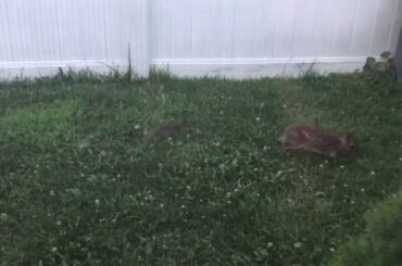 Baby Bunny Cam | Mama Bunny and Baby Bunny Playing