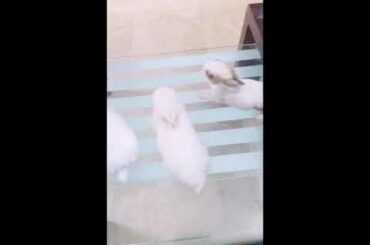 CUTE BABY BUNNIES 🐇😍 CUTE RABBITS