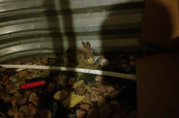 How we saved this BABY bunny!