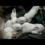 The Cutest Baby Bunnies - Newborn to 28 Days