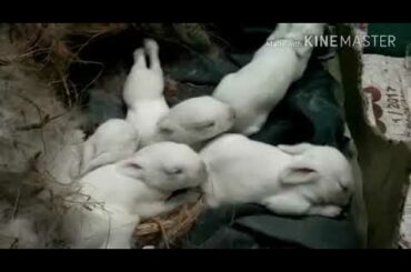 The Cutest Baby Bunnies - Newborn to 28 Days