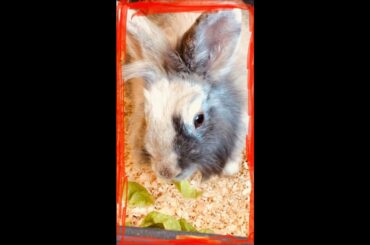 Extremely cute rabbit eating lettuce