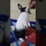 Sooo cute Rabbit 🐰