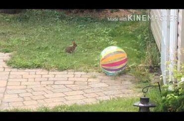 Baby Bunny in my backyard