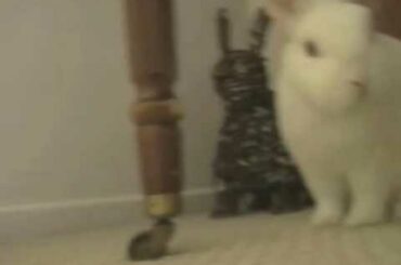 Cute Little Bunny Likes His Paper