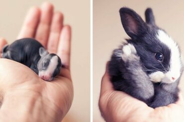 Happy Pet Cute Nest of Baby Bunnies!