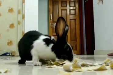 Funny cute Rabbit video 3