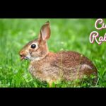 Cute Rabbit playing || Bunny || Try It First