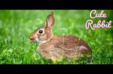 Cute Rabbit playing || Bunny || Try It First