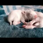 Baby bunny day 6 ||#cutestbaby bunny ||6th day of baby bunny ||